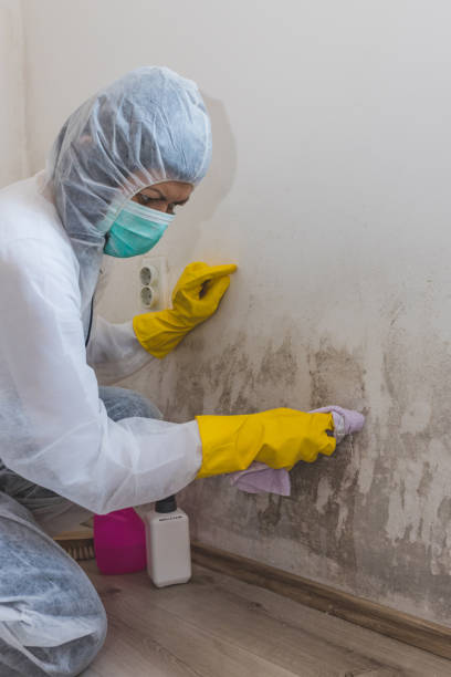 Best Post-Construction Mold Inspection  in Gra Forks, ND